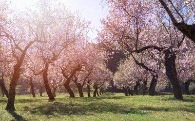 Benlloch: Tesoro Rural en el Corazón de la Provincia de Castellón